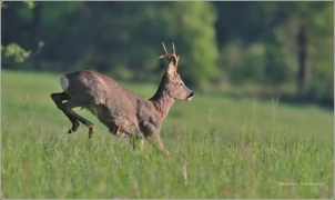 <p>SRNEC OBECNÝ (Capreolus capreolus) Šluknovsko - Jiříkov /European roe deer - Reh/</p>